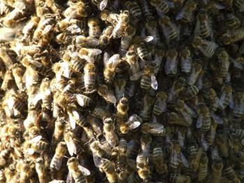 Ataque de abejas deja 14 personas lesionadas en calles de Le&oacute;n