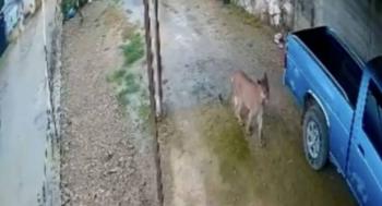 Reportan avistamiento de puma en Landa de Matamoros