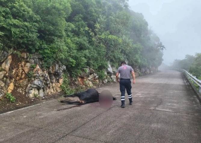 Investigan si puma atacó a ganado en Landa de Matamoros