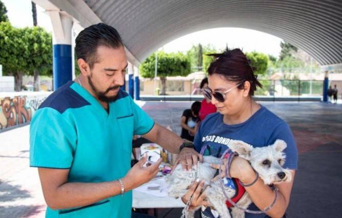 Supera Municipio de Querétaro las 16 mil esterilizaciones gratuitas de mascotas