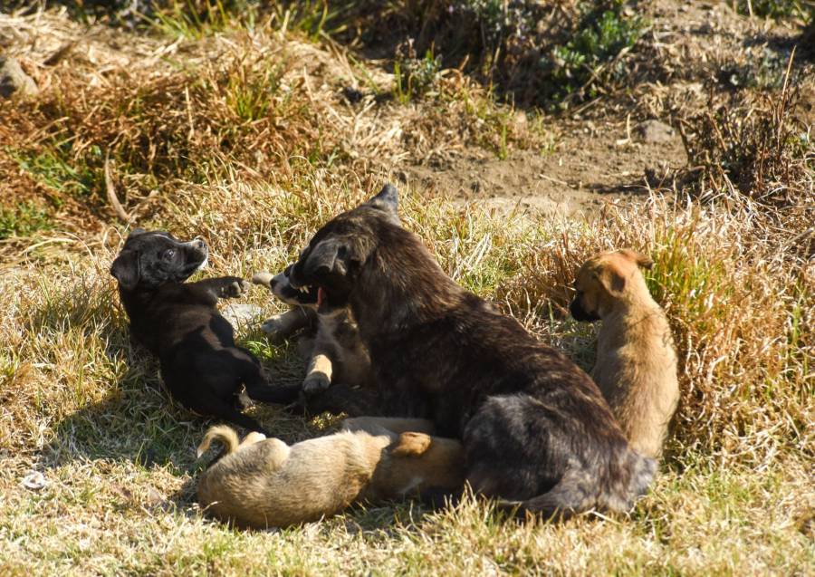 Buscan sancionar la apología del maltrato animal con reformas al Código Penal de la CDMX 