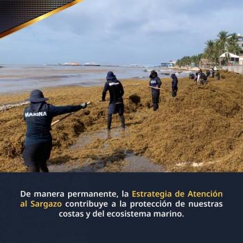 Sheinbaum visitar&aacute; Tulum para atender problema de sargazo y situaci&oacute;n del Parque del Jaguar