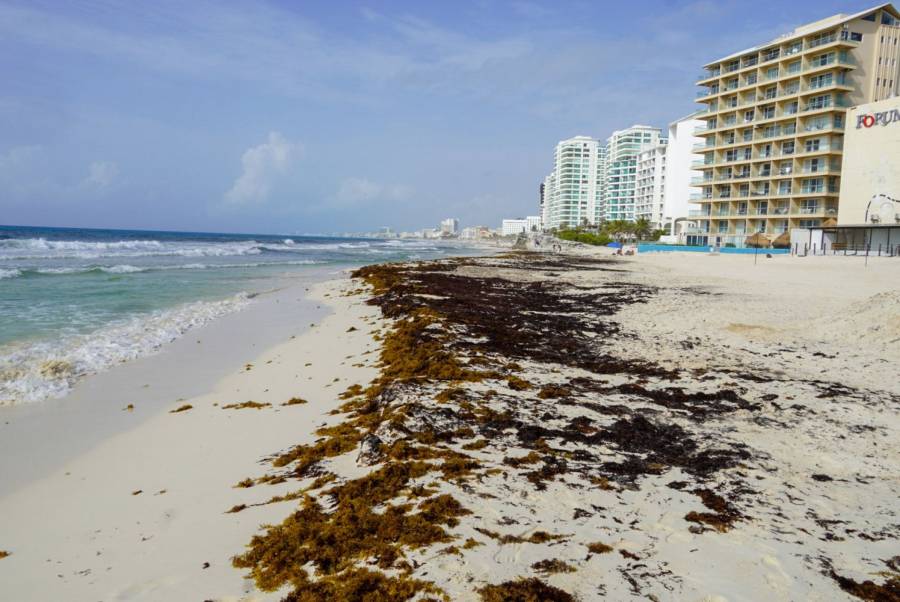 Gobierno de Claudia Sheinbaum acuerda con hoteleros de Quintana Roo estrategia contra el sargazo