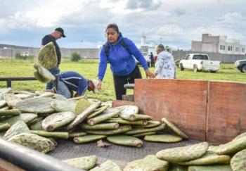 Corregidora apuesta por un nopal que consume menos agua y genera m&aacute;s ingresos