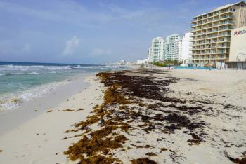 Gobierno de Claudia Sheinbaum acuerda con hoteleros de Quintana Roo estrategia contra el sargazo