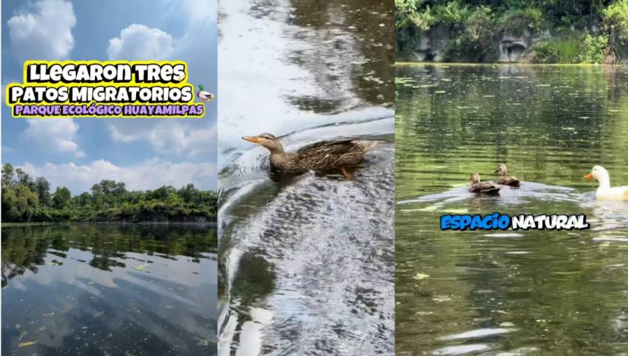 Patos migratorios llegan al lago Huayamilpas tras limpieza ecológica  