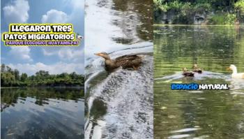 Patos migratorios llegan al lago Huayamilpas tras limpieza ecoloacutegica