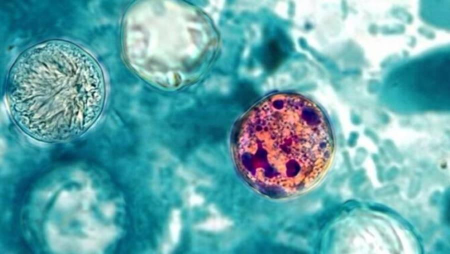 Brote de ciclospora en EE.UU. vinculado a lechuga no representa riesgo grave para México