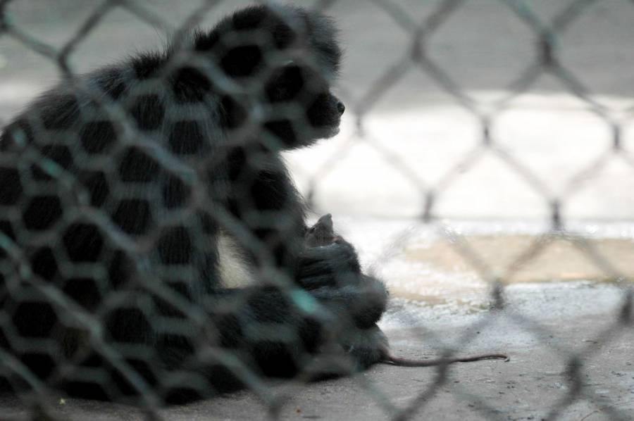 Profepa asegura cr&iacute;a de mono ara&ntilde;a que era mantenida como mascota en Colima