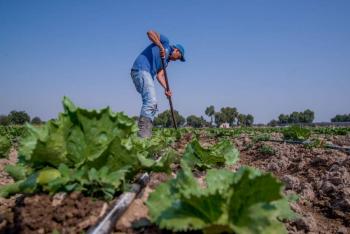 FDA descarta presencia de Cyclospora en muestra de lechuga mexicana