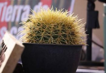 Quer&eacute;taro celebrar&aacute; sus cact&aacute;ceas con un festival ambiental y cultural