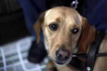 CDMX establece acceso obligatorio para perros de asistencia en establecimientos mercantiles