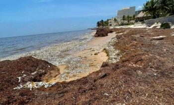 Mortandad de peces en Bah&iacute;a de Petempich por descomposici&oacute;n de sargazo