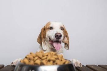 Croquetas por kiloacutemetros asiacute seraacute la primera carrera con causa de Volkswagen en Meacutexico