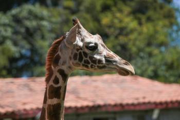 Investigan accidente que provoc&oacute; la muerte de una jirafa en el Zool&oacute;gico de Le&oacute;n