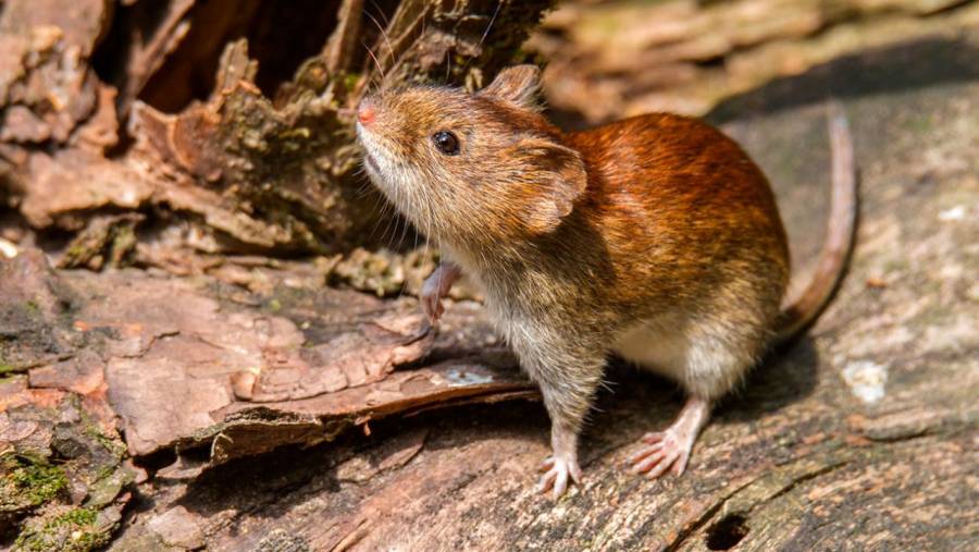 Chile declara alerta sanitaria preventiva por hantavirus en 13 regiones  