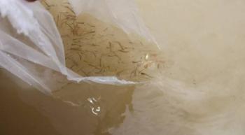 Liberan 60 mil peces blancos en lago de P&aacute;tzcuaro para recuperar especie nativa