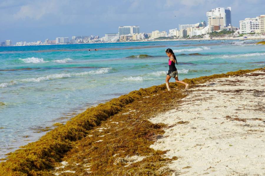 Gobierno federal y Quintana Roo fortalecen estrategia para enfrentar el sargazo