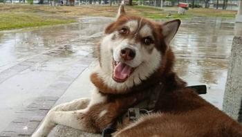 Jueza en Tabasco concede pensi&oacute;n mensual a un husky tras divorcio de sus due&ntilde;os