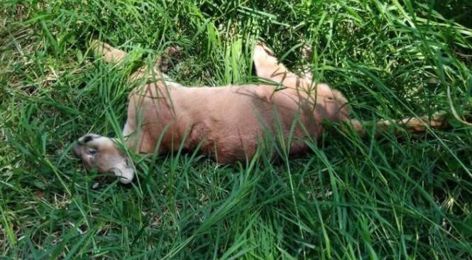 Restos de Puma hallado muerto en Xilitla ser&aacute;n analizados por PROFEPA