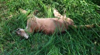 Restos de Puma hallado muerto en Xilitla ser&aacute;n analizados por PROFEPA