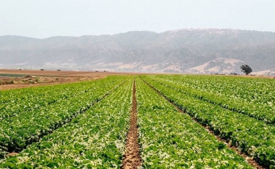 Michigan confirma primeras muertes por brote de ciclosporiasis ligado a lechuga iceberg de Guanajuato