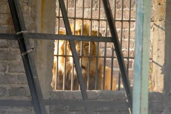 Rescatan a le&oacute;n africano hallado en una vivienda de Matamoros