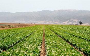 Michigan confirma primeras muertes por brote de ciclosporiasis ligado a lechuga iceberg de Guanajuato