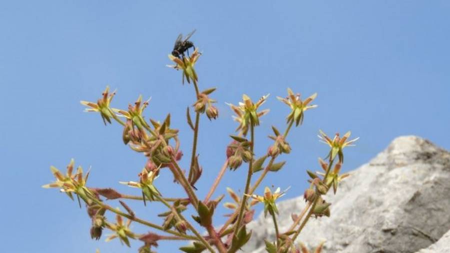 Confirman carnivoría en planta alpina Saxifraga candelabrum tras estudio internacional    