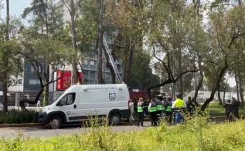Hombre hallado sin vida en &aacute;rbol de Insurgentes Norte; SSC confirma suicidio