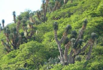 SCJN avala protecci&oacute;n de Pe&ntilde;a Colorada como &Aacute;rea Natural Protegida