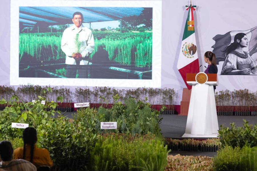 Sheinbaum presenta jornada de reforestación con 6.6 millones de plantas