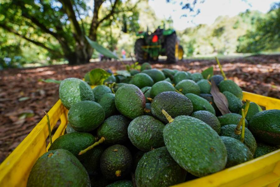 EU frena envíos de aguacate michoacano tras alerta de seguridad 