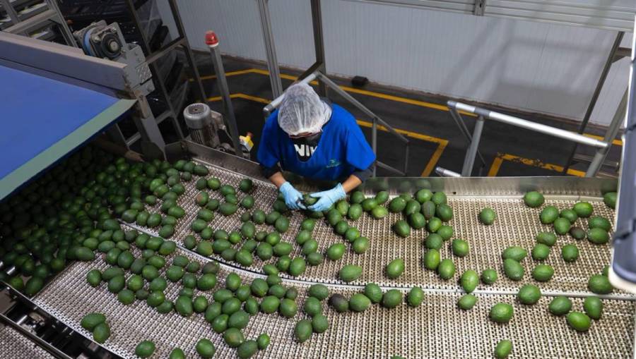 APEAM busca diálogo con autoridades tras suspensión de exportación de aguacate