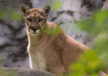 Pumas reducen hasta 76 % los choques entre veh&iacute;culos y ciervos, revela estudio