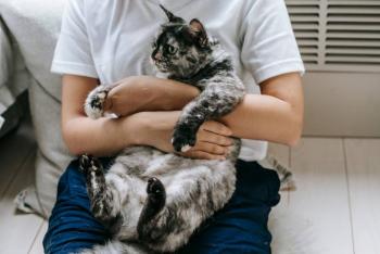 El nuevo lenguaje de los gatos: de mascotas a compa&ntilde;eros de vida
