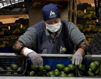 EEUU suspende importaci&oacute;n de aguacate de Michoac&aacute;n por alerta de violencia