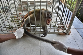 Indonesia atrapa a un mono para poner fin a ola de agresiones que dej&oacute; 18 heridos