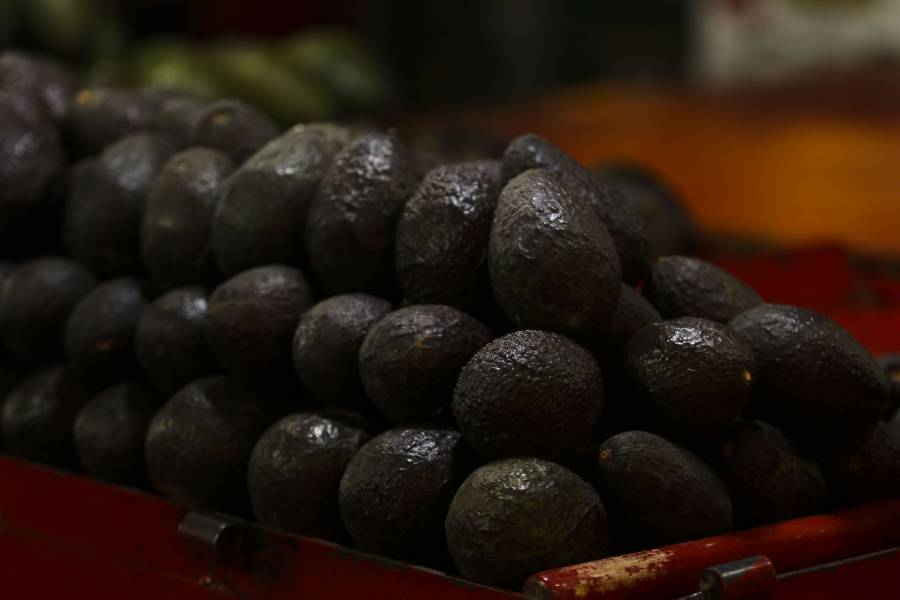 Reanudan exportación de aguacate michoacano tras alerta de seguridad en Michoacán   