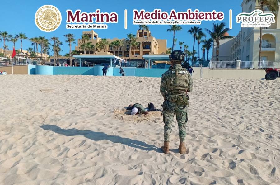 Marina y PROFEPA protegen arribazón de tortugas golfinas en Los Cabos   