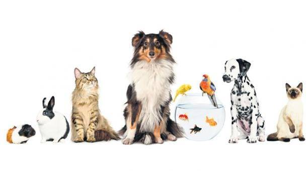 México refuerza la protección animal ante el aumento de casos de maltrato