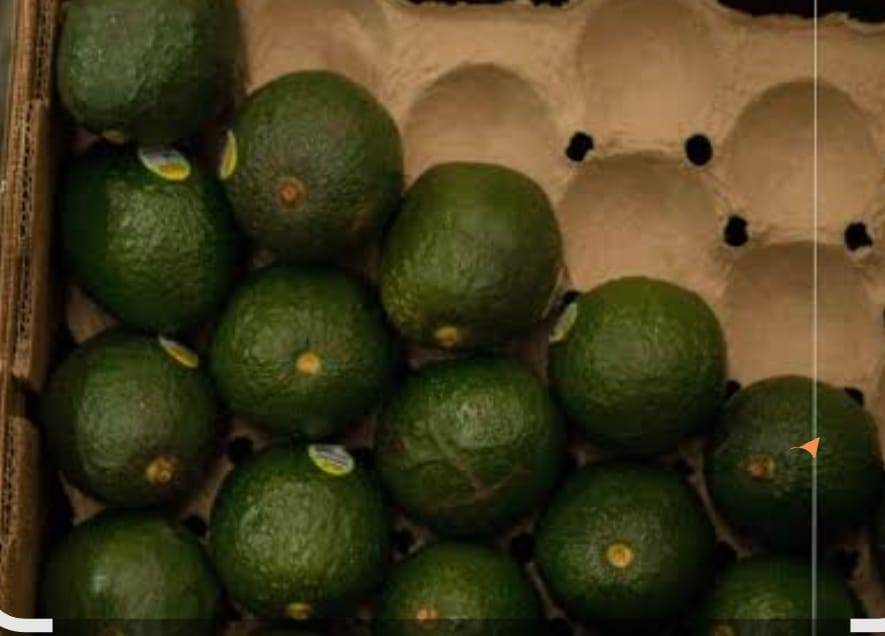 Sheinbaum reclama a EU por cancelar envíos de aguacate; “no dijo que había amenazas a sus inspectores”