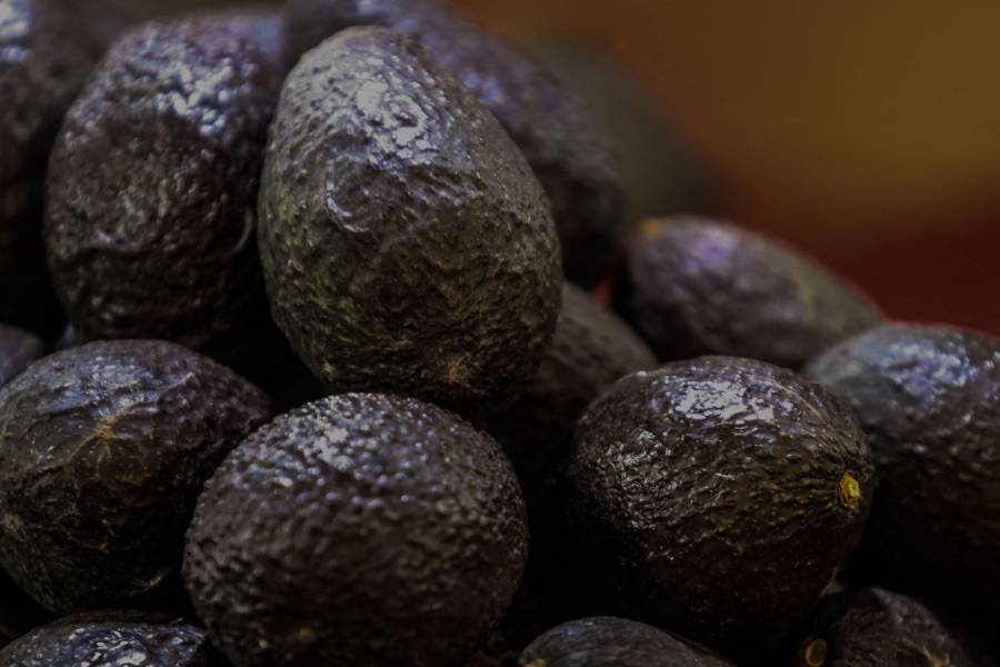 Exportación de aguacate michoacano a EU se reactiva de manera parcial 