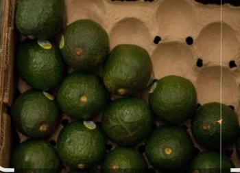 Sheinbaum reclama a EU por cancelar env&iacute;os de aguacate; “no dijo que hab&iacute;a amenazas a sus inspectores”