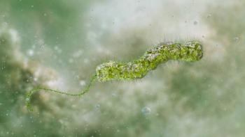 Siete muertes en EE.UU. por bacteria carn&iacute;vora Vibrio vulnificus