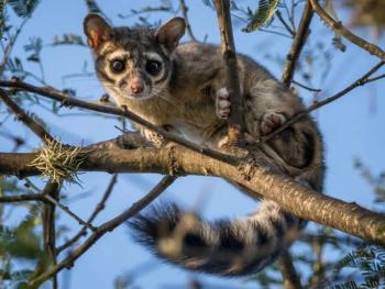 Sedema y la UNAM fortalecen conocimientos y capacidades para la coexistencia con la fauna silvestre en la Ciudad de M&eacute;xico