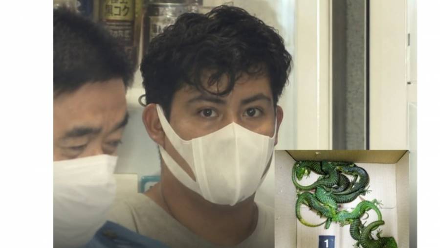 Detienen en Tokio a mexicano por contrabando de lagartos aligátor
