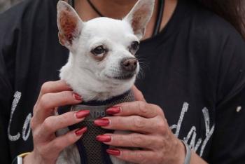 M&eacute;xico establece nuevo requisito sanitario para el ingreso de perros y aves desde EU