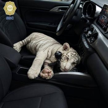 Detienen en la Central de Abasto a hombre que transportaba una cr&iacute;a de tigre blanco