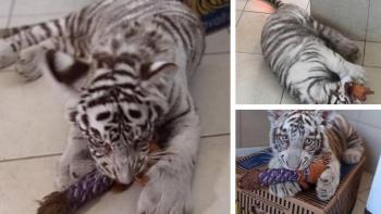 Tigresa albina rescatada en Iztapalapa ser&aacute; entregada a Profepa